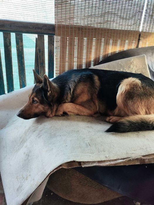 Сука німецької вівчарки безкоштовно