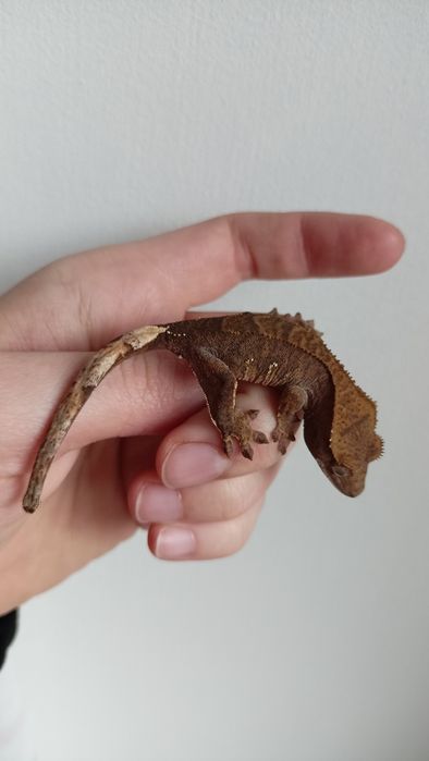 Rezerwacja młody gekon orzęsiony ns