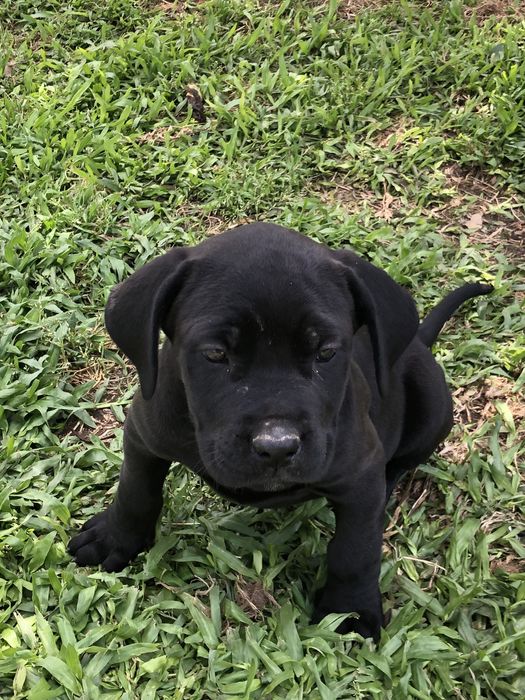 Cane corso. . . Pronto para entrega vacinada e fesparasitada.