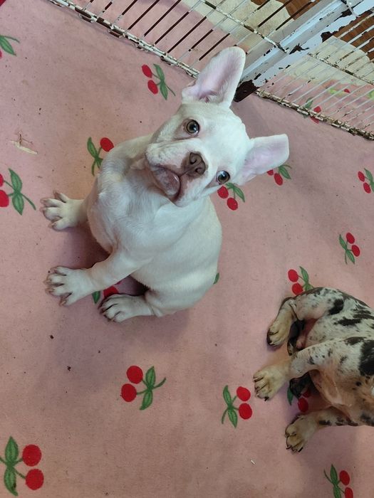 Кремовый и мерле мальчик