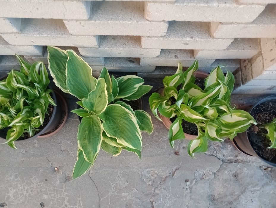 Funkia Hosta wieloletnia