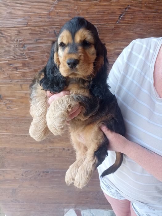 Cocker spaniele do odbioru ok 20.08 ostatnia suczka