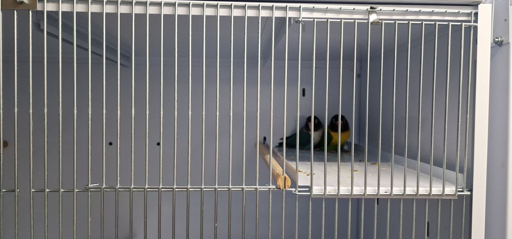 Agapornis personatus macho