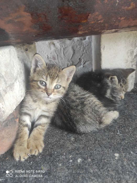 Пошук домівки для кошенят