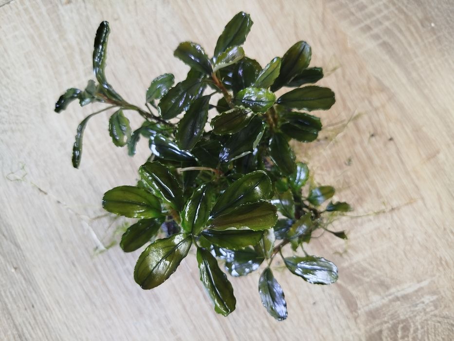 Bucephalandra red gaia, roślina do akwarium