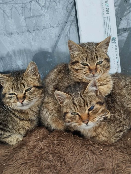 Подарую котика, кішка, котеня