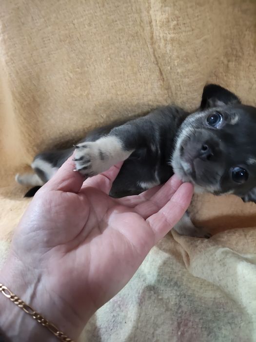 Chihuahua macho lindo