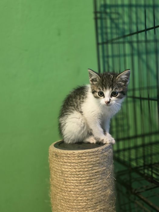 Kociaki do adopcji