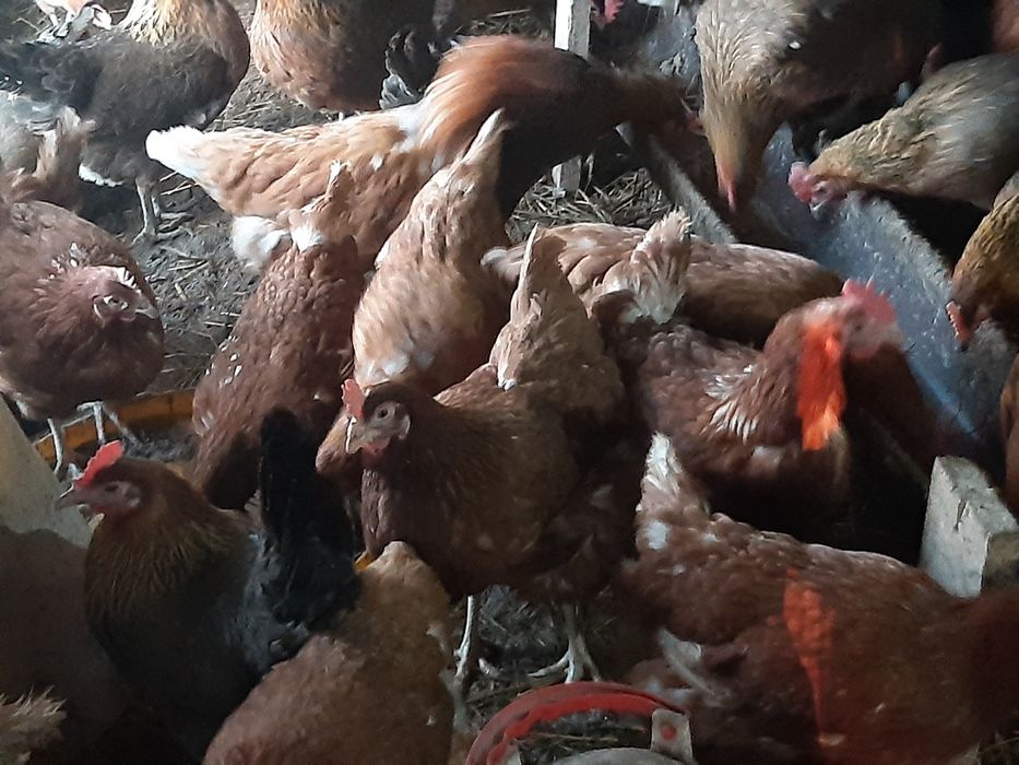 Sprzedam kury nioski