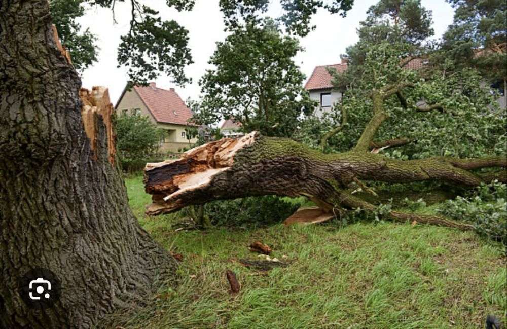 Зрізання дерев Спил деревьев  Зачистка територій Вивіз гілок та трави