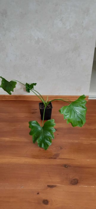 Філодендрон Селло ( Philodendron selloum )