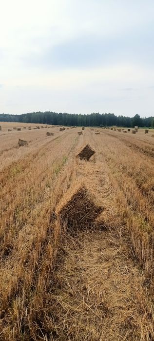 Słoma w kostce 2026