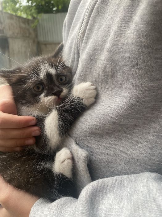 Котики шукають дім