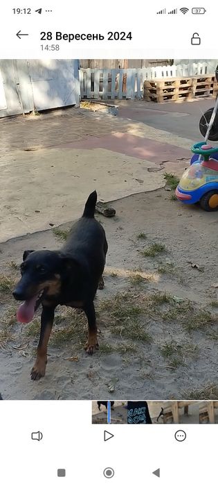 Пропала собака,по кличці "Нора"