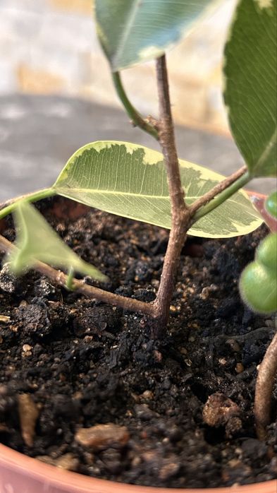 Фікус та аіхрізон в одному горщику