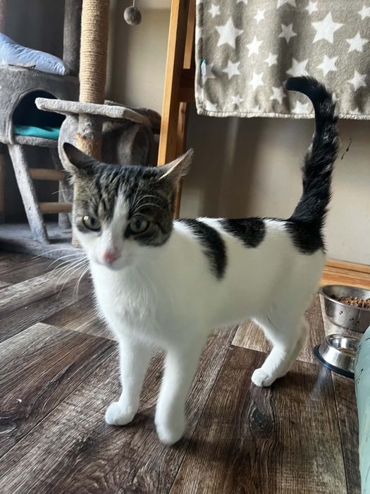 Maciuś kot do adopcji