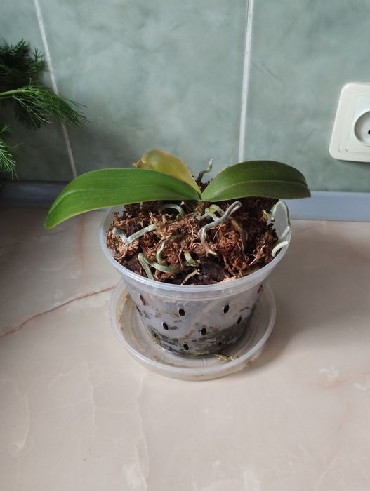 Мини орхидея, орхидея