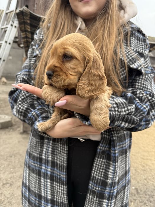 Cocker spaniel angielski