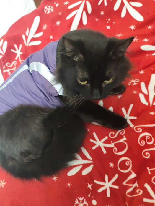 Куртка, жилетка для собаки, кота