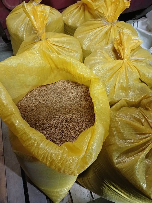 Pszenica kukurydza owies ziemniaki