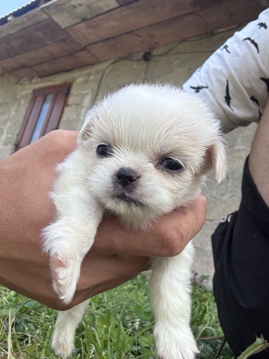 Продам пікінеси