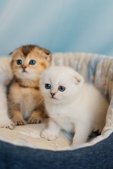 Шотландские котята