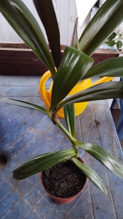 Традесканция Рео разноцветная