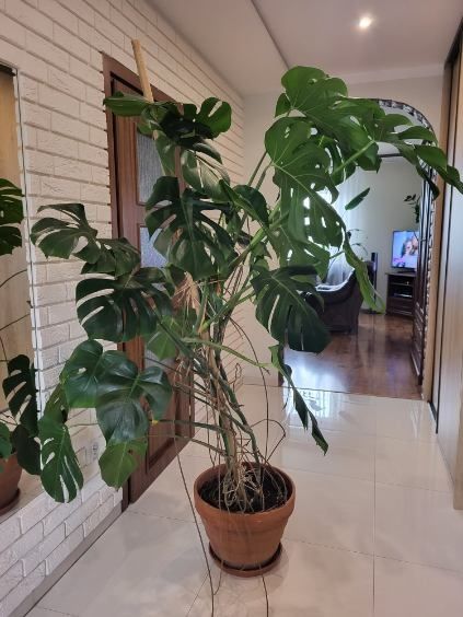 Monstera, kwiaty