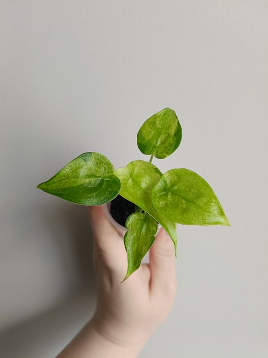 Alokazja -Cucullata Mint- (alocasia)