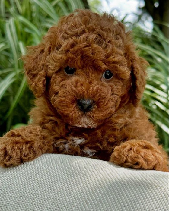 Poodle disponível