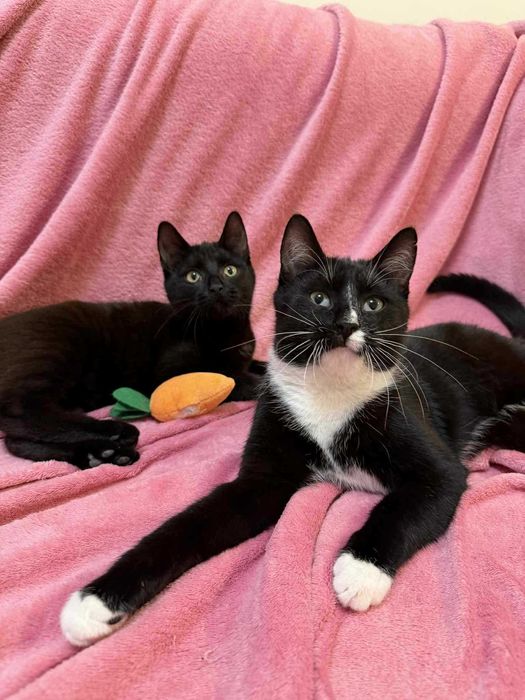 Walduś i Mariola szukają domu