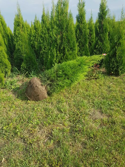 Туї Смарагд . Розпродаж  0.60 см  до 2 м!!! доступні ціни!!!