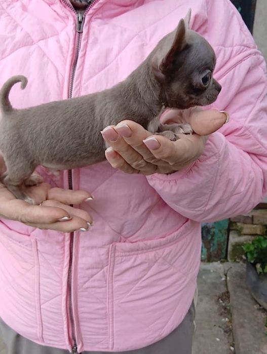 Мальчики чихуа хуа 2 мес