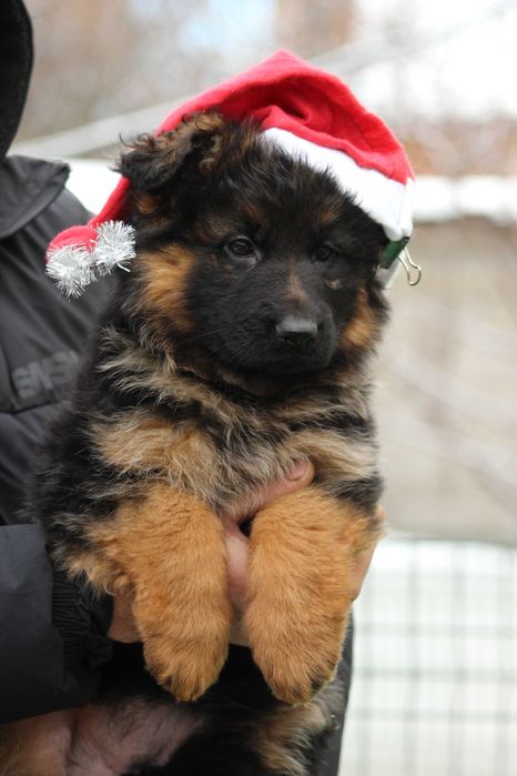 Гарні Дівчата Німецької  Вівчарки