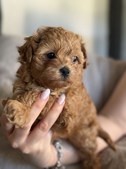 Maltipoo piesek gotowy do zmiany domu