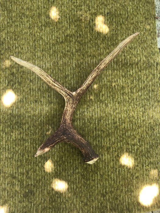 Рога оленьи