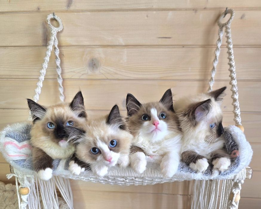 Kochany Kociak Ragdoll
