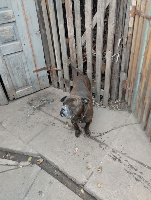 Віддам собаку 2,5 роки