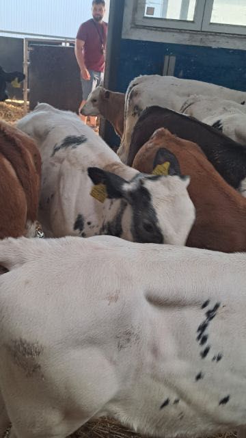 Cielaki mięsne krasnystaw