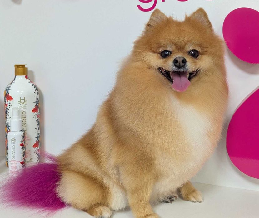 Груминг, стрижка собаки и кота, грумінг, грумер собак и котов