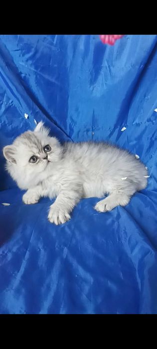 Серые пепельный серебристый шиншилла белый котёнок мальчик