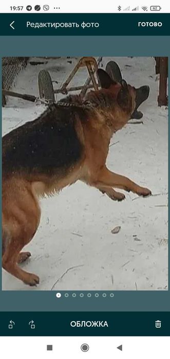 Нем овчарки.щенки.