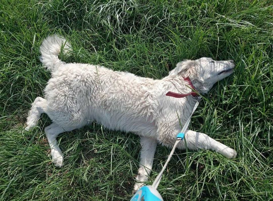 oddam owczarka podhalańskiego za darmo