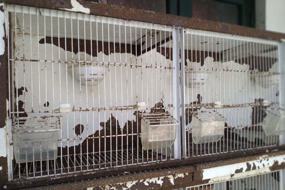 Conjunto de quatro gaiolões