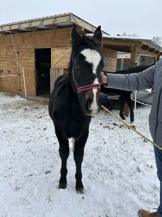 Klacz Śląska programowa