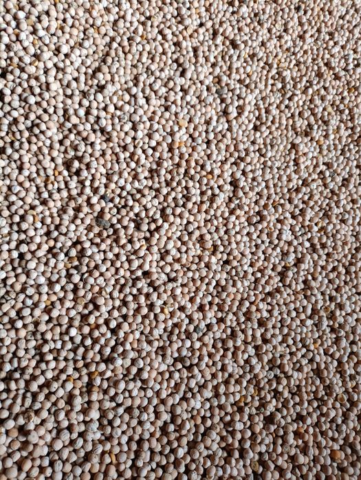 Groch astronaute astronauta