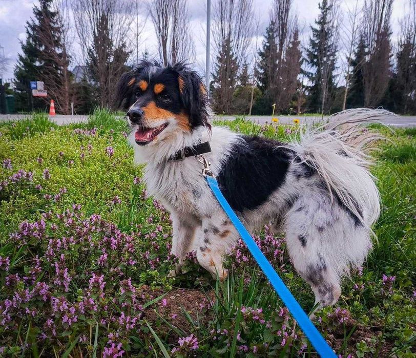Pokochaj KROPKA - wdzięcznego i wyjątkowego psiaka :)
