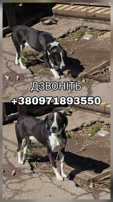 Песик шукає собі дім