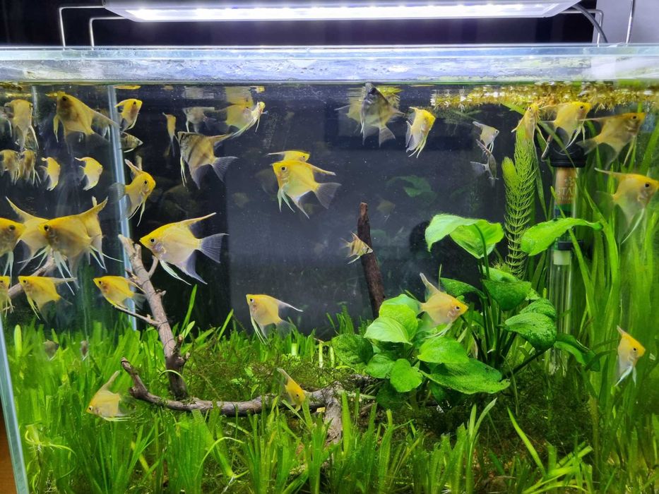 Plantas para aquário low tech