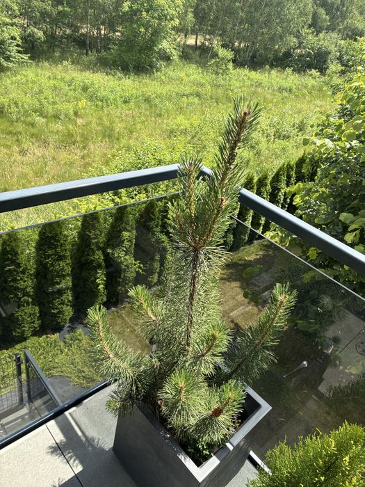 Sosna drzewko około 150 cm 3 letnie